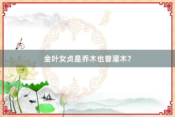 金叶女贞是乔木也曾灌木？